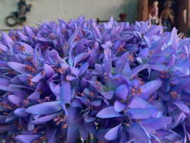 Kunstbloem kliplelie (Nerine) violet 81 cm hoog