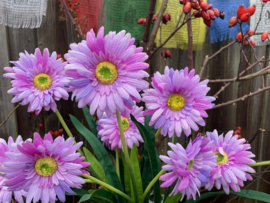 Kunstbloemen gerbera lila tak/boeket met 3 bloemen hoogte 55 cm