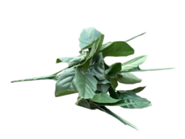 Boeket met 5 losse steeltjes met blad hoogte 28 cm