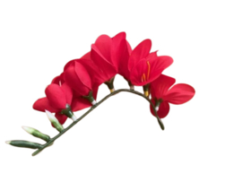 Kunstbloemen fresia rood, steel 14 cm, 6 bloemen