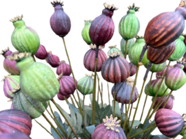 Kunsttak Papaver Bollen – Oranje/ Bruin 64 cm