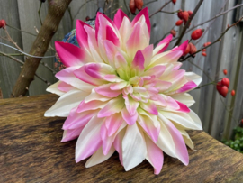 Kunstbloemen dahlia creme/roze diameter 20 cm
