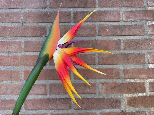 Kunstbloemen strelitzia met brede steel hoogte 94 cm