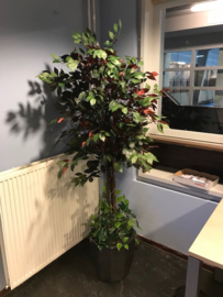 Kunstplant ficus 185 cm, opgemaakt in een zware stenen pot met bodembedekkers