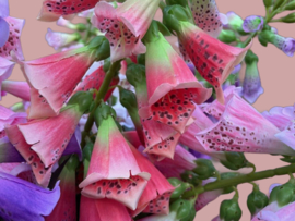 Kunstbloemen, kunsttakken ridderspoor hoogte 79 cm