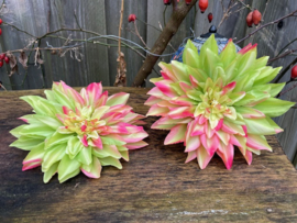 Kunstbloemen dahlia groen/roze diameter 20 cm