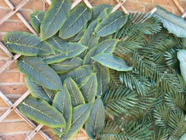 Kunstblad dieffenbachia twee kleuren groen 28x11 cm