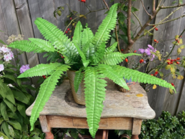 Kunstplanten varen met 16 bladeren bladlengte 18-42 cm