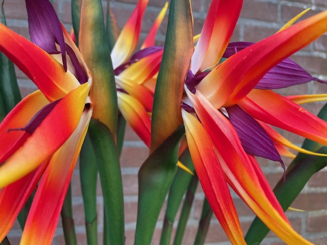 Kunstbloemen strelitzia met brede steel hoogte 94 cm