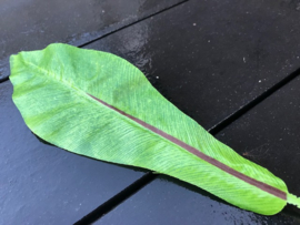 Kunstblad vogelnestvaren (asplenium) 21x7 cm