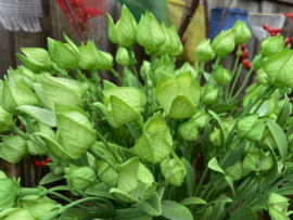 Tak van de lampionplant (physalis) hoogte 61 cm