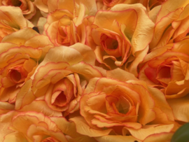 Kunstbloemen Franse rozen oranje, diameter 12 cm