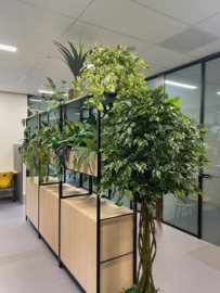 Kunstplant/kunstboom ficus 200 cm hoog
