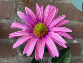 Kunstbloemen zonnehoed roze, diameter 12 cm