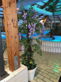 Kunstbomen/kunstplanten subtropisch zwemparadijs, goudenregen lila 180 cm