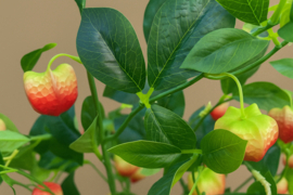 Grote hoge kunsttakken van de lampion plant groen/rood 110 cm