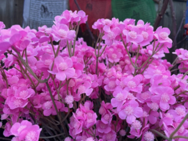 Kunstbloemen boterbloem roze hoogte 60 cm