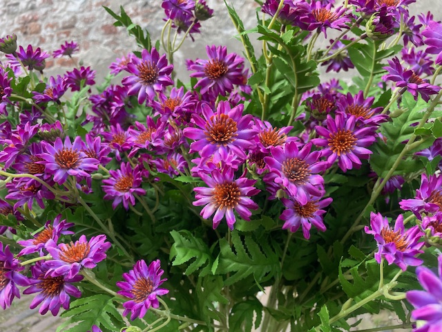 Kunstbloemen madelief takken paars, hoogte 87 cm