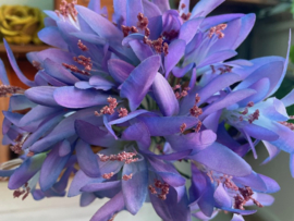 Kunstbloem kliplelie (Nerine) violet 81 cm hoog