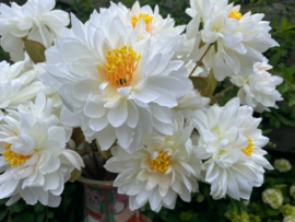 Kunstbloemen dahlia creme wit 3 bloemen per tak, hoogte 62 cm