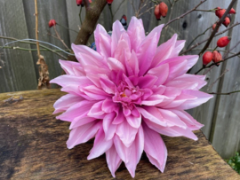 Kunstbloemen dahlia roze, diameter 20 cm