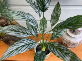 Kunstplanten in potje aglaonema hoogte 60 cm