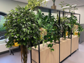 Kunstplant/kunstboom ficus 200 cm hoog