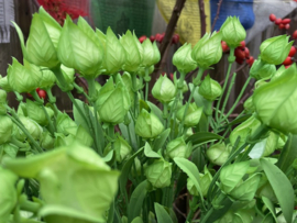 Tak van de lampionplant (physalis) hoogte 61 cm