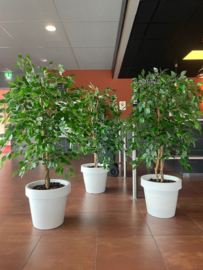 Kunstplanten staand in een witte pot