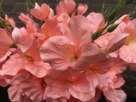 Kunstbloemen gladiolen koraal roze 48 cm
