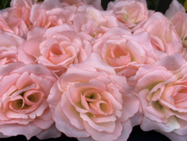 Kunstbloemen Franse rozen roze, diameter 12 cm