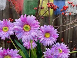 Kunstbloemen gerbera lila tak/boeket met 3 bloemen hoogte 55 cm