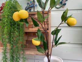 Citroentak, hoogte 87 cm, 7 citroenen per tak