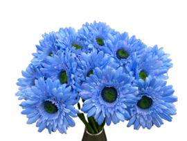 Kunstbloem Blauwe Gerbera op steel 50 cm