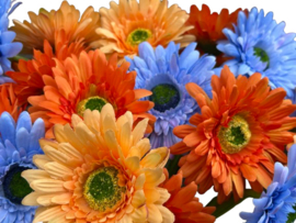 Kunstbloem Zalmroze Gerbera op steel 50 cm