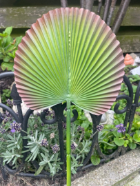 Kunstpalm blad, bladeren van de palmboom, rubber 17x17.5 cm