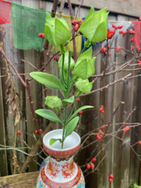 Tak van de lampionplant (physalis) hoogte 61 cm