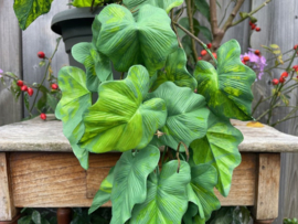 Kunstplant hangplanten drakenklimop lengte 83 cm