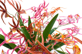 Kunstbloemen orchidee takken met verschillende kleuren 78 cm