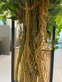 Kunstplant/kunstboom ficus 200 cm hoog