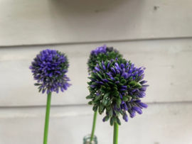 Kunstbloem allium "sierui" paars/groen hoogte 34 cm