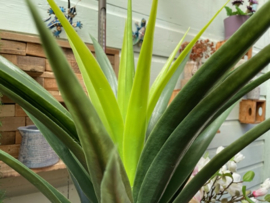 Kunstplant agave hoogte 90 cm breedte 68 cm