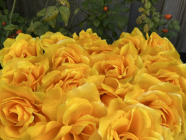 Kunstbloemen Franse rozen geel, diameter 12 cm