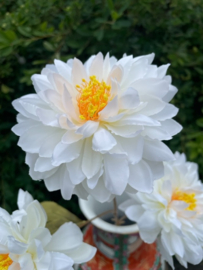 Kunstbloemen dahlia creme wit 3 bloemen per tak, hoogte 62 cm