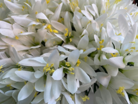 Kunstbloem kliplelie (Nerine) wit 81 cm hoog