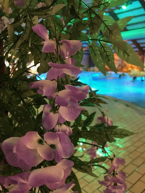 Kunstbomen/kunstplanten subtropisch zwemparadijs, goudenregen lila 180 cm