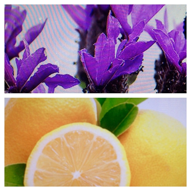 Crema balsamico Lavendel&citroen