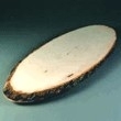schijf in hout met schors +/- 45 cm