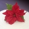 FMM Poinsettia Set of 7