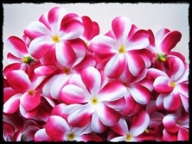 XL-bloem - `Hawaï` - fuchsia zijde - 7 cm.